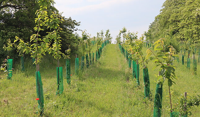 Bäume in Bullendorf und Ebersdorf