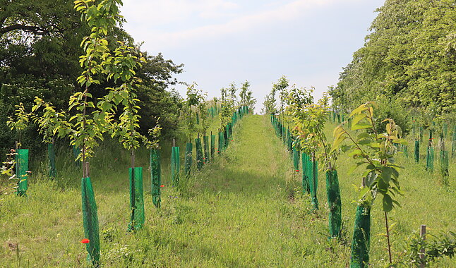 Bäume in Bullendorf und Ebersdorf